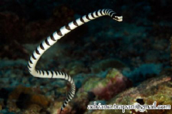 banded sea snake in Koh Bon West Ridge - Thailand by Adriano Trapani 